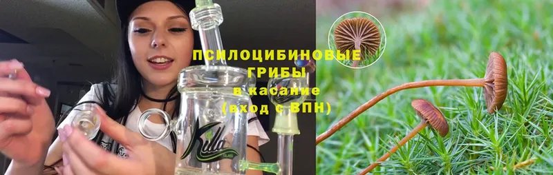 Псилоцибиновые грибы MAGIC MUSHROOMS  mega ТОР  Елизово  закладки 